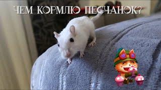 СУХОЙ КОРМ МОИХ ПЕСЧАНОК | МЕШАНИНА ДЛЯ ПЕСЧАНОК | Aoi Inko