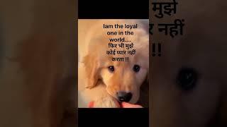 #Why??#voiceless#puppylover##thedoggydiaries