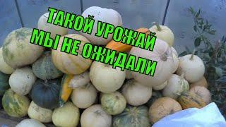 НЕБЫВАЛЫЙ УРОЖАЙ ТЫКВЫ / Вьетнамские свиньи опоросились / Зауральское подворье