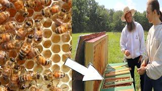 OPENED up a HORIZONTAL BEE HIVE and found this!