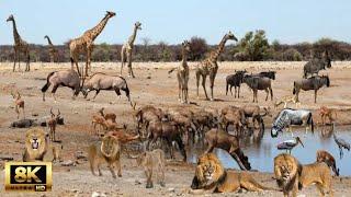 8K African Wildlife : Chobe National Park, Botswana | Enter the Savage Kingdom