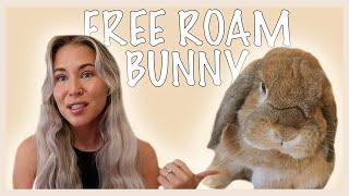 Life with a FREE ROAM Rabbit