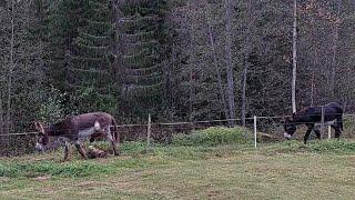 Donkey track system, logs