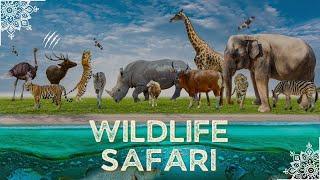 Adventurous Wildlife animal Safari  | Animals of the jungle| #wildlife #jungle #lion