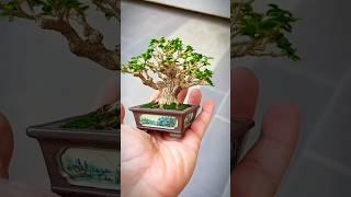 #short inspirasi bonsai sancang mame