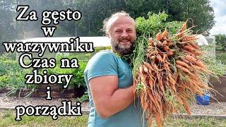 Warzywnik pęka od jarzyn. Zbieram warzywa aby zrobić miejsce dla innych. Marchew, buraki, czosnek...