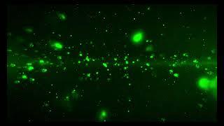 Breathe Easy: 4K Green Particles VJ Loop || vj loop 4k || green particles || vj loop 2025 || #green