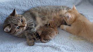 Mother cat Lili was surprised to find that it was kitten Poco drinking milk!