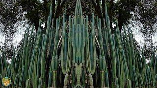 The Visionary San Pedro Cactus: Healing, Sustainability, and Sacred Relationships | Laurel Sugden