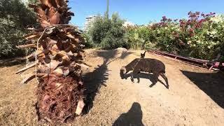 Schafe und Hühner in meinem Garten in Alanya Antalya, Türkei, 20. Juni 2024