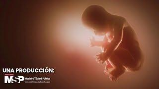 Las etapas del embarazo y el proceso de gestación - #MicrodocumentalMSP