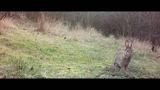 Magpie and rabbit