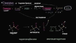 Спиртовое брожение (видео 12) | Клеточное дыхание | Биология