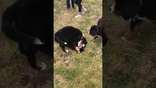 Mousse Tackled by Siblings! Bernese Puppies!