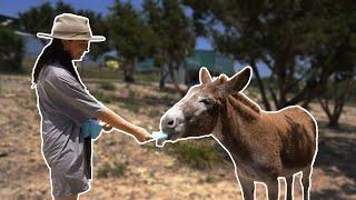 Popsicle Day For The Animals At Alveus️ - 5/20/24