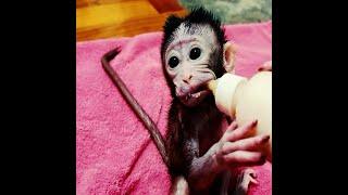 Million pity poorly baby monkey