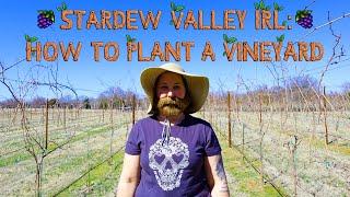 Stardew Valley IRL: How To Plant A Vineyard