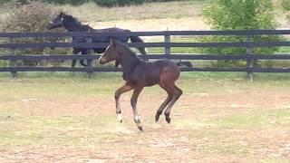 2018 Sir Gregory/Escudo I Hanoverian Filly For Sale - Selena BEC PF