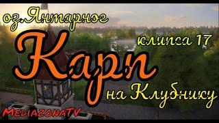 #рр4 оз.Янтарное Карп на Клубнику