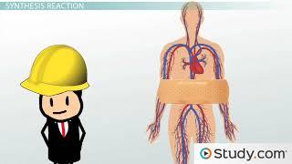 Biochemical Reactions  Synthesis and Decomposition