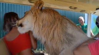 Huge lion climbs over tourists at Crimean safari park