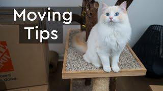 Moving with Cats to your New Home | The Cat Butler