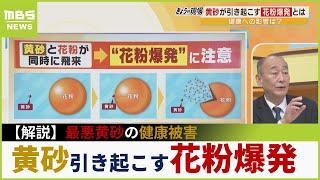 【黄砂の健康被害】アレルギー専門家が警鐘…花粉引き起こす『爆発気管支炎』「ぜんそく悪化」「マスクは完全ではない」(2023年4月12日)