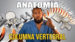 Anatomía - Columna Vertebral (ACTUALIZADO): Vértebras Cervicales, Torácicas, Lumbares.