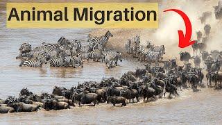 Animal Migration-Let's Get Moving