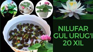 NILUFAR GULI 20 XIL URUG'I