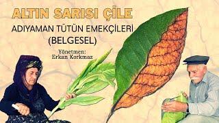 Altın Sarısı Çile - Belgesel  (Adıyaman Tütün Belgeseli)