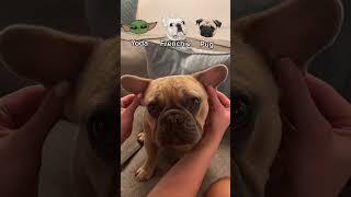 Yoda, Frenchie puggggg  #frenchie #viral #dogs