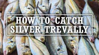 How to Catch Silver Trevally - Westernport Bay