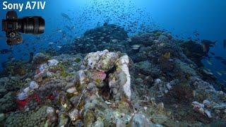 Stetson Bank - The Flower Garden Banks National Marine Sanctuary- The MV Fling