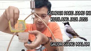 TIPS MENCETAK KUTILANG GACOR SIANG MALAM