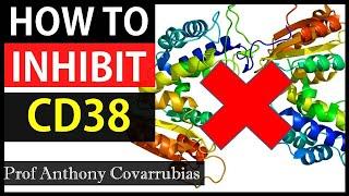 How To Inhibit CD38 As We Age  | LPS Drives CD38 Expression | Prof Covarrubias Interview Series Ep5