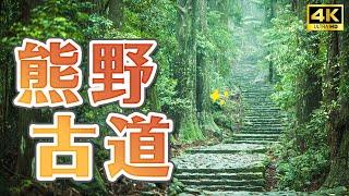 Wakayama World Heritage Nature Tour ️ Wakayama Shingu City Free Travel Japan Travel 4K VLOG