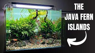 Aquascape Tutorial: HONEY GOURAMI Community Aquarium (How To: Step By Step Planted Tank Build Guide)