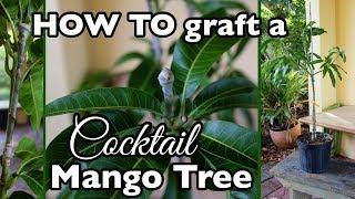 HOW TO Graft a Cocktail Mango Tree (One Mango Tree, THREE varieties!)