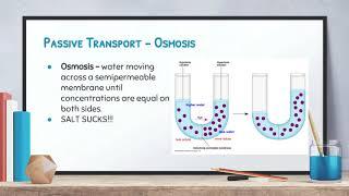 Biology: Video 3-4: Movement Through The Membrane