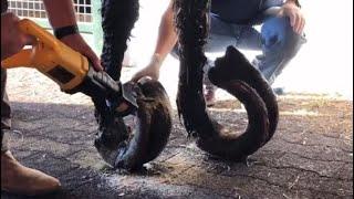 Part 3 - Using Heavy Machinery to Remove Horses Long Hooves