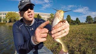 Pond Fishing for Bass Bullheads & Crappie - Fishing with shrimp and worms