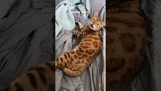 Pinching  the cat to get him to meow… (a video response)