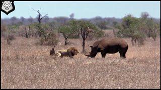 10 CRAZY ANIMAL BATTLES Captured ON Camera / Lion Vs Rhino