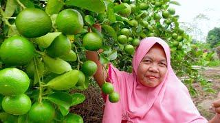 Panen Jeruk Nipis Organik di Kebun Sendiri | lime harvest