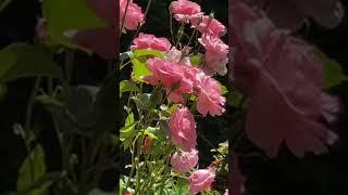 Highlight:  Walk around the garden roses, dahlias & hanging baskets #pnw #gardening #roses #dahlias