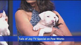 Paw Works TV Special 'Tails Of Joy' Debuts On Hallmark Channel