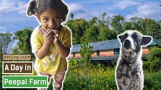 Peepal Farm mein din ki shuruat kaise hoti hai | Animal Feeding | Animal Rescue & Treatment