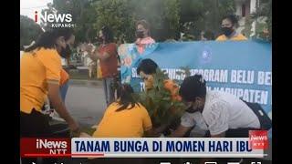 iNews NTT - Ibu-ibu di Kota Atambua Tanam Bunga di Sepanjang Jalan Protokol