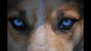 Top 10 Deadliest Dog Breeds in the world